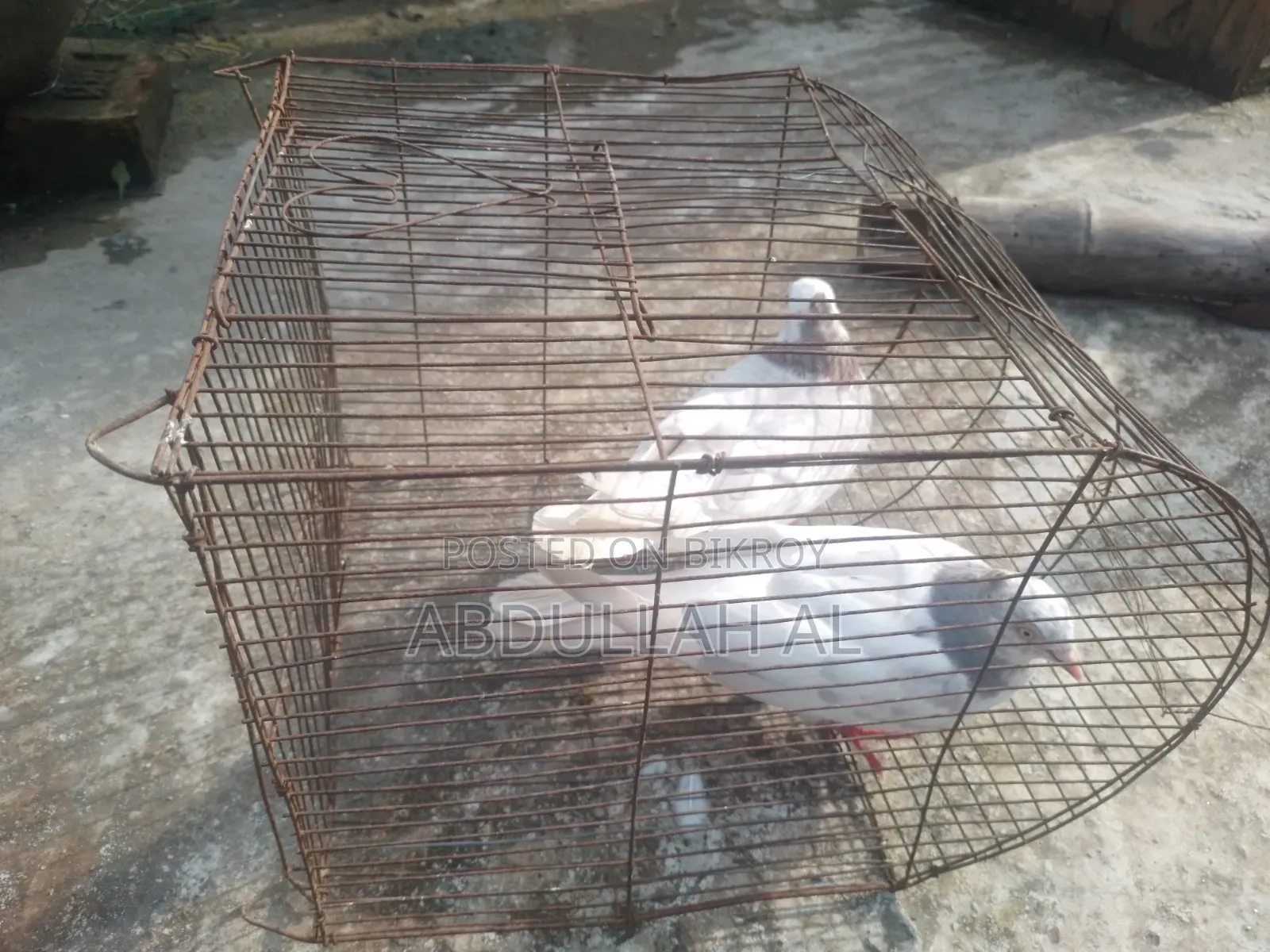 Pigeons for sale