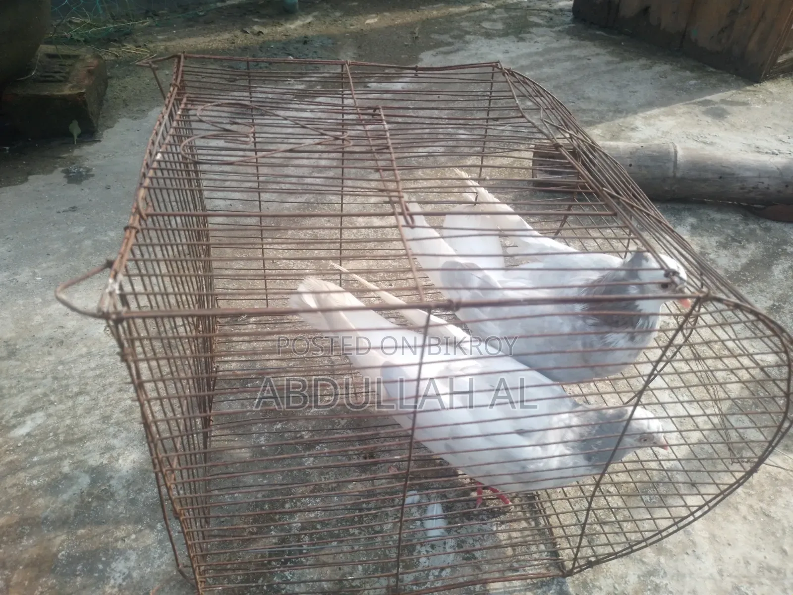 Pigeons for sale