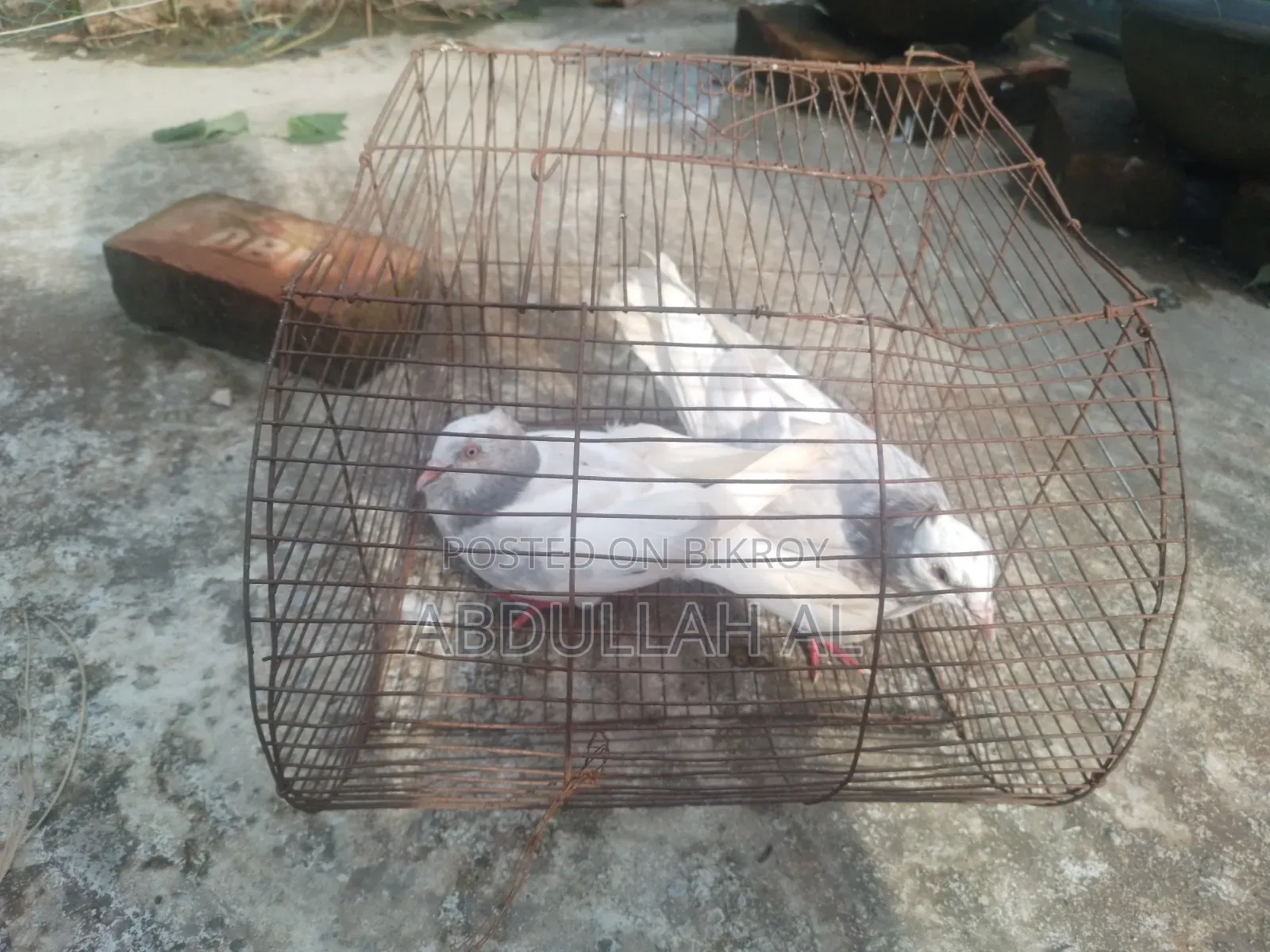 Pigeons for sale