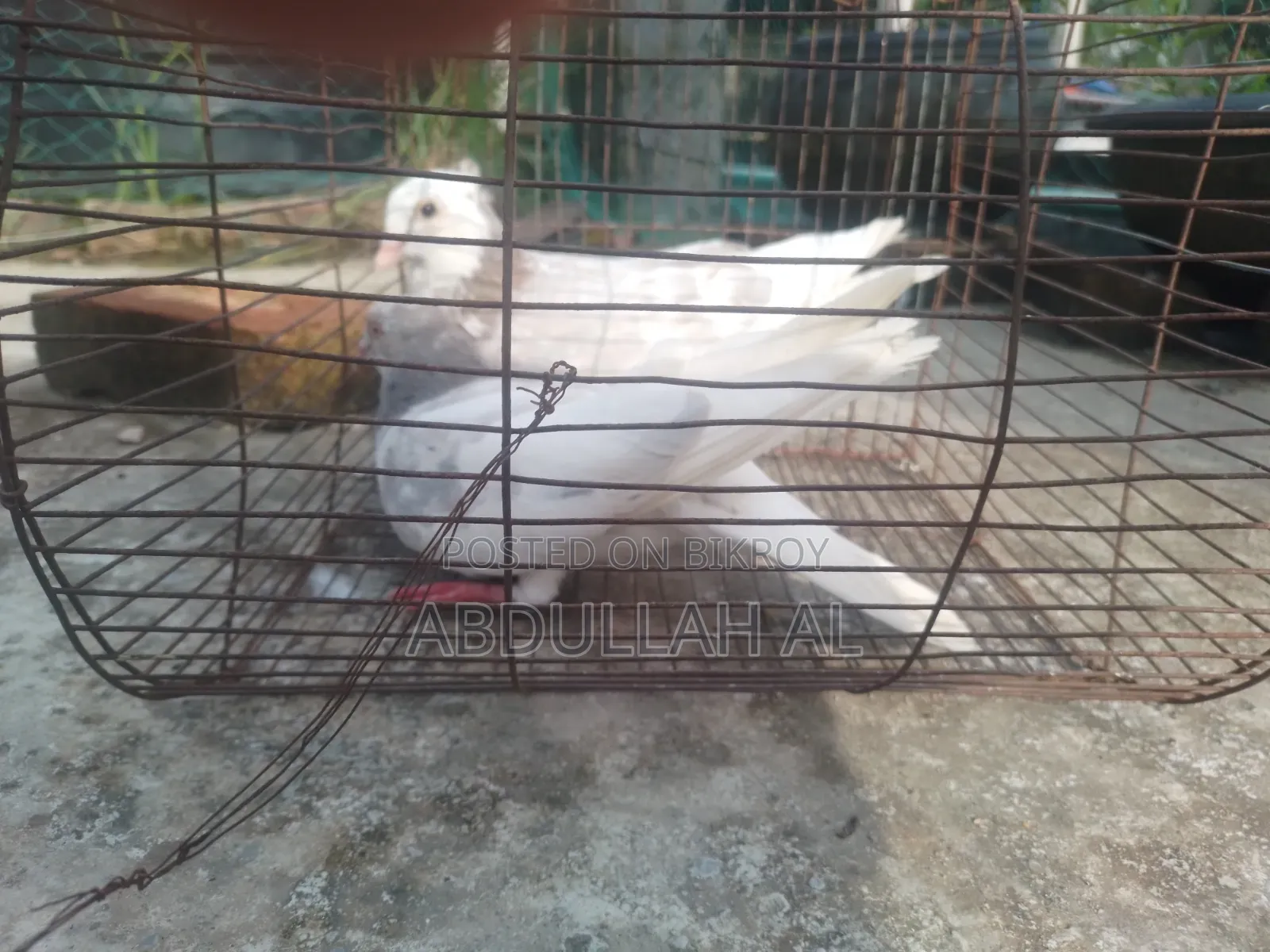 Pigeons for sale