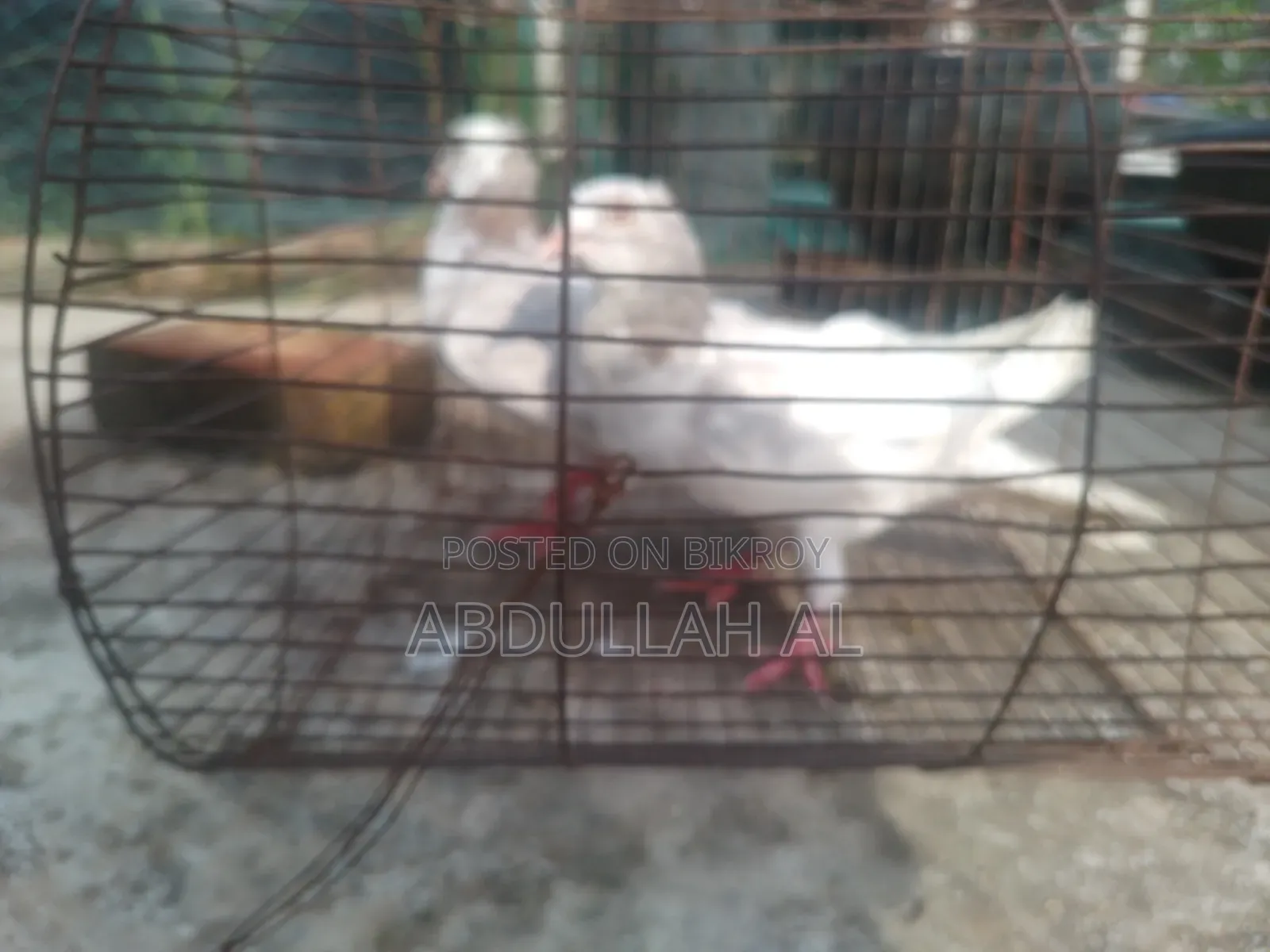 Pigeons for sale