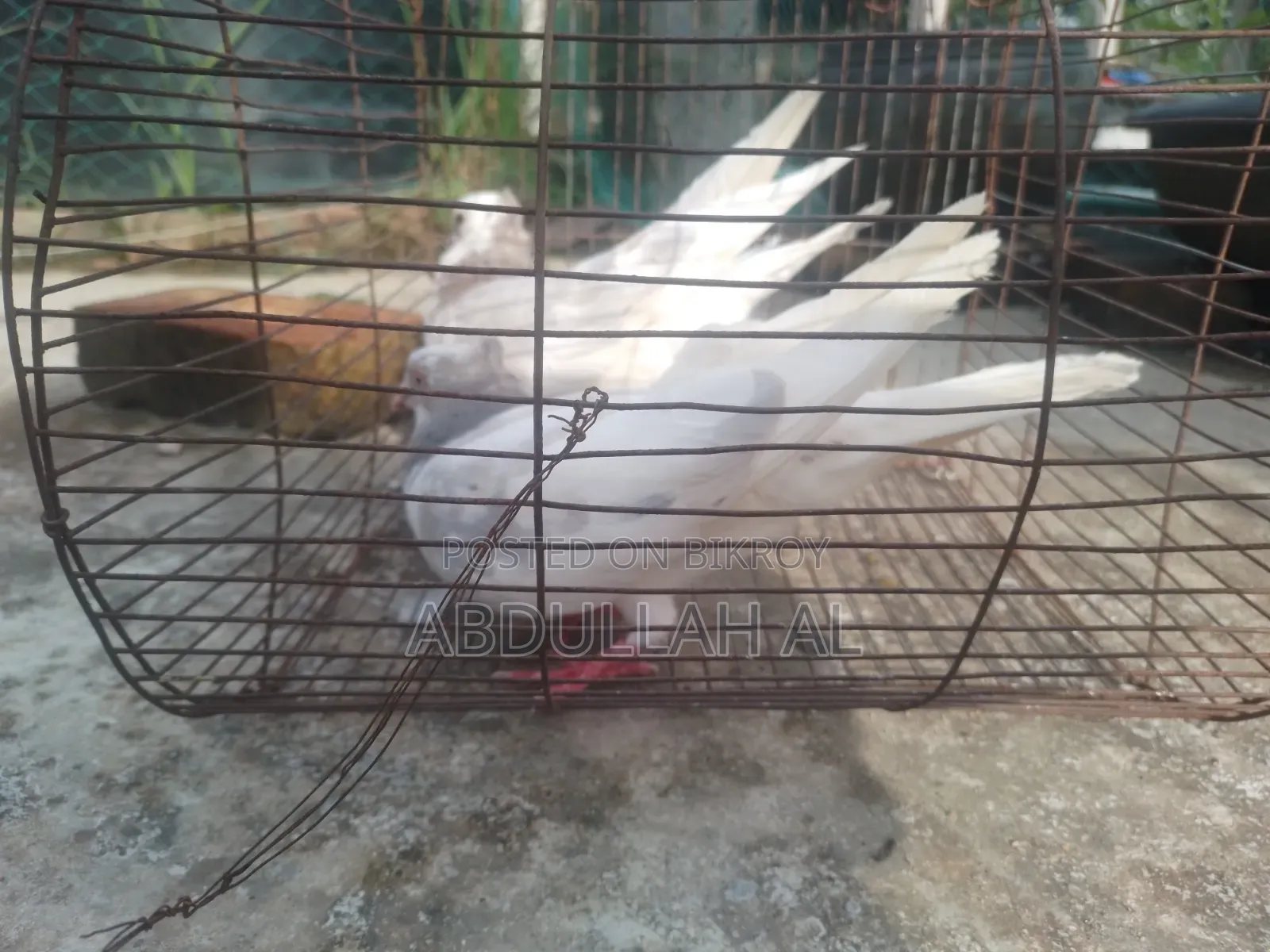 Pigeons for sale