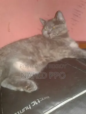 3-6 Months Female Purebred British Shorthair