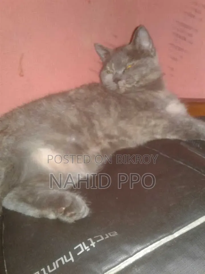 3-6 Months Female Purebred British Shorthair