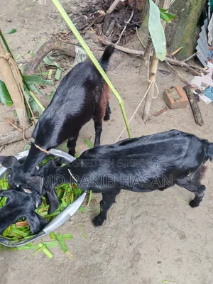 দেশি ছাগলের বাচ্চা