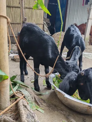 দেশি ছাগলের বাচ্চা
