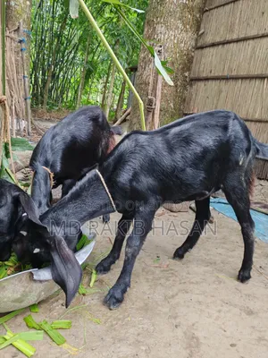 দেশি ছাগলের বাচ্চা