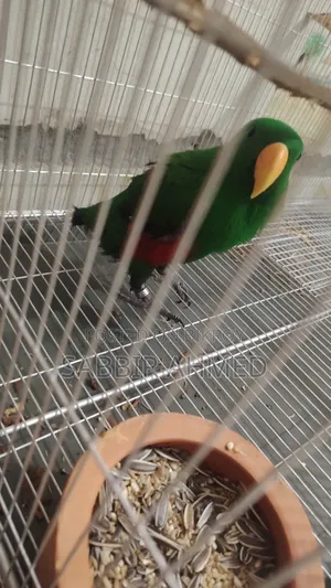Electus Parrot Male Half Tame