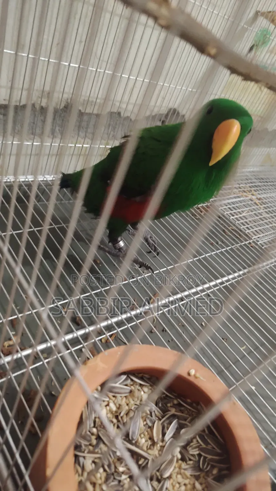 Electus Parrot Male Half Tame