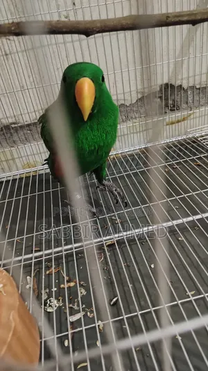 Electus Parrot Male Half Tame