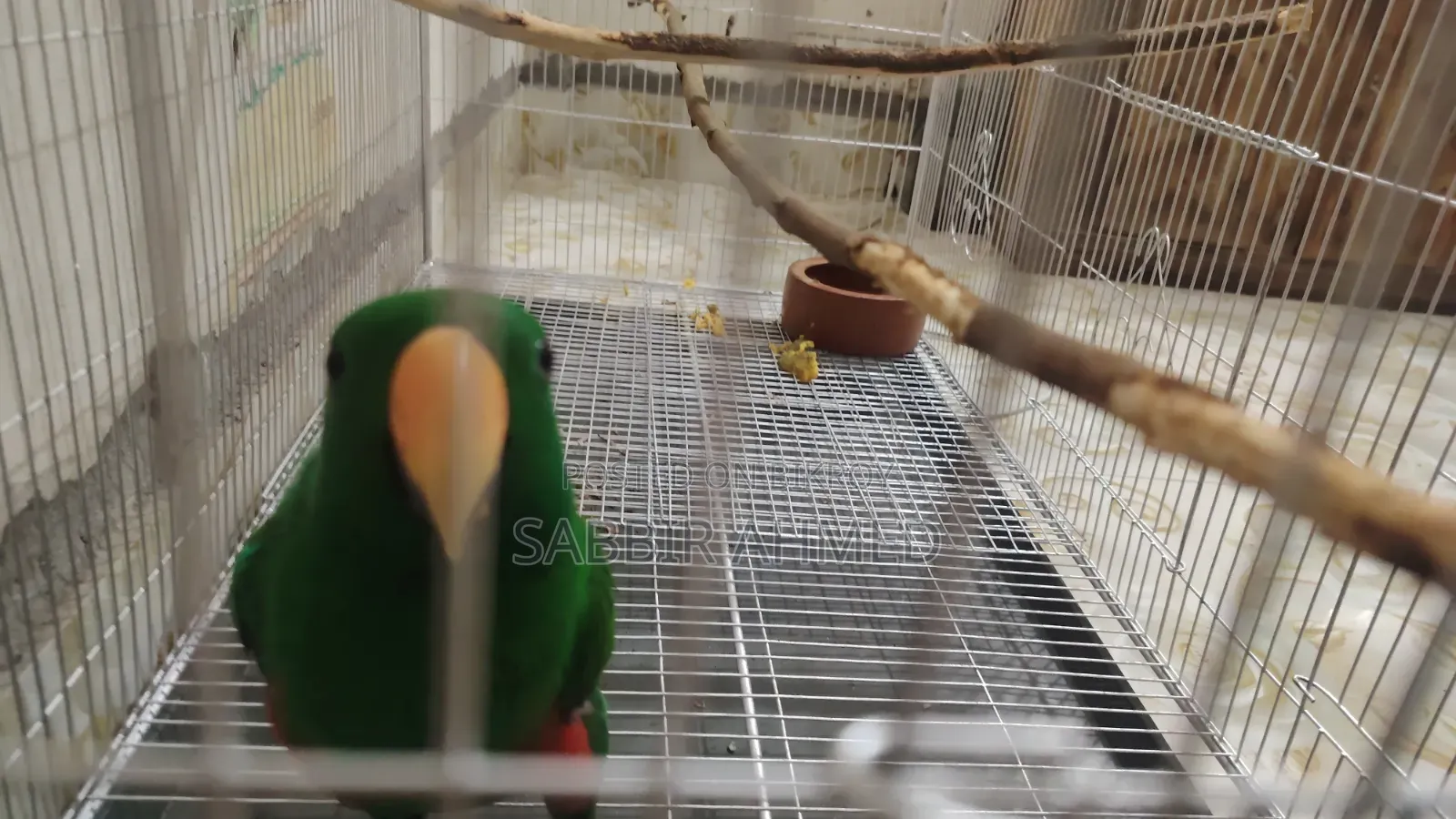 Electus Parrot Male Half Tame