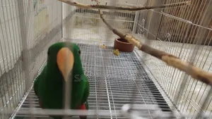 Electus Parrot Male Half Tame