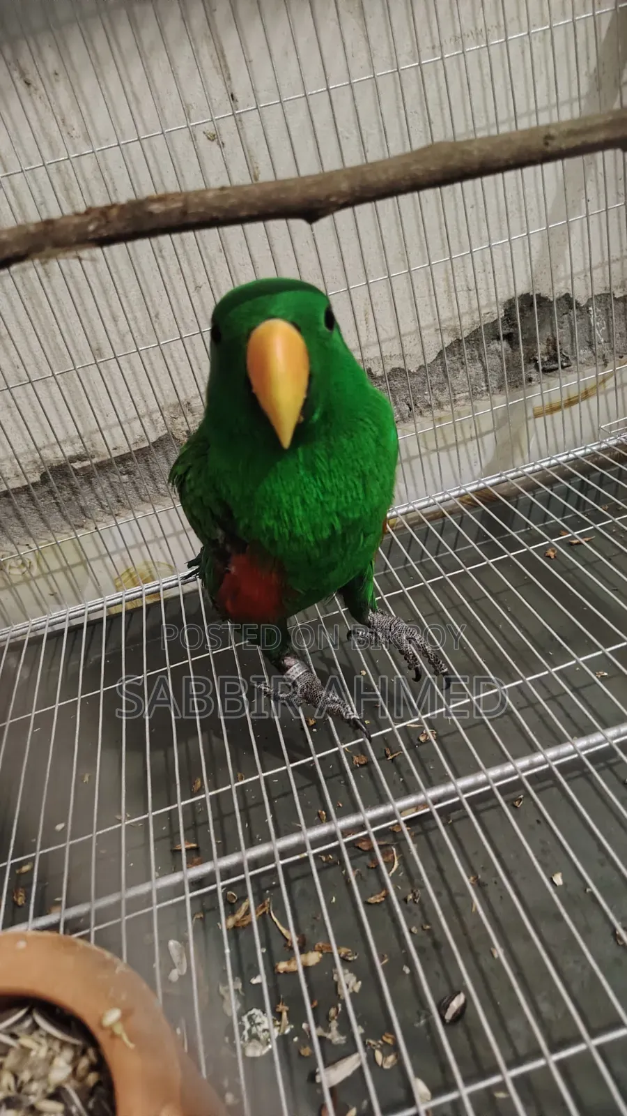 Electus Parrot Male Half Tame