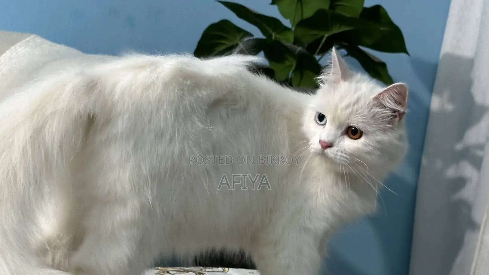 1+ Year Female Purebred Persian Cat