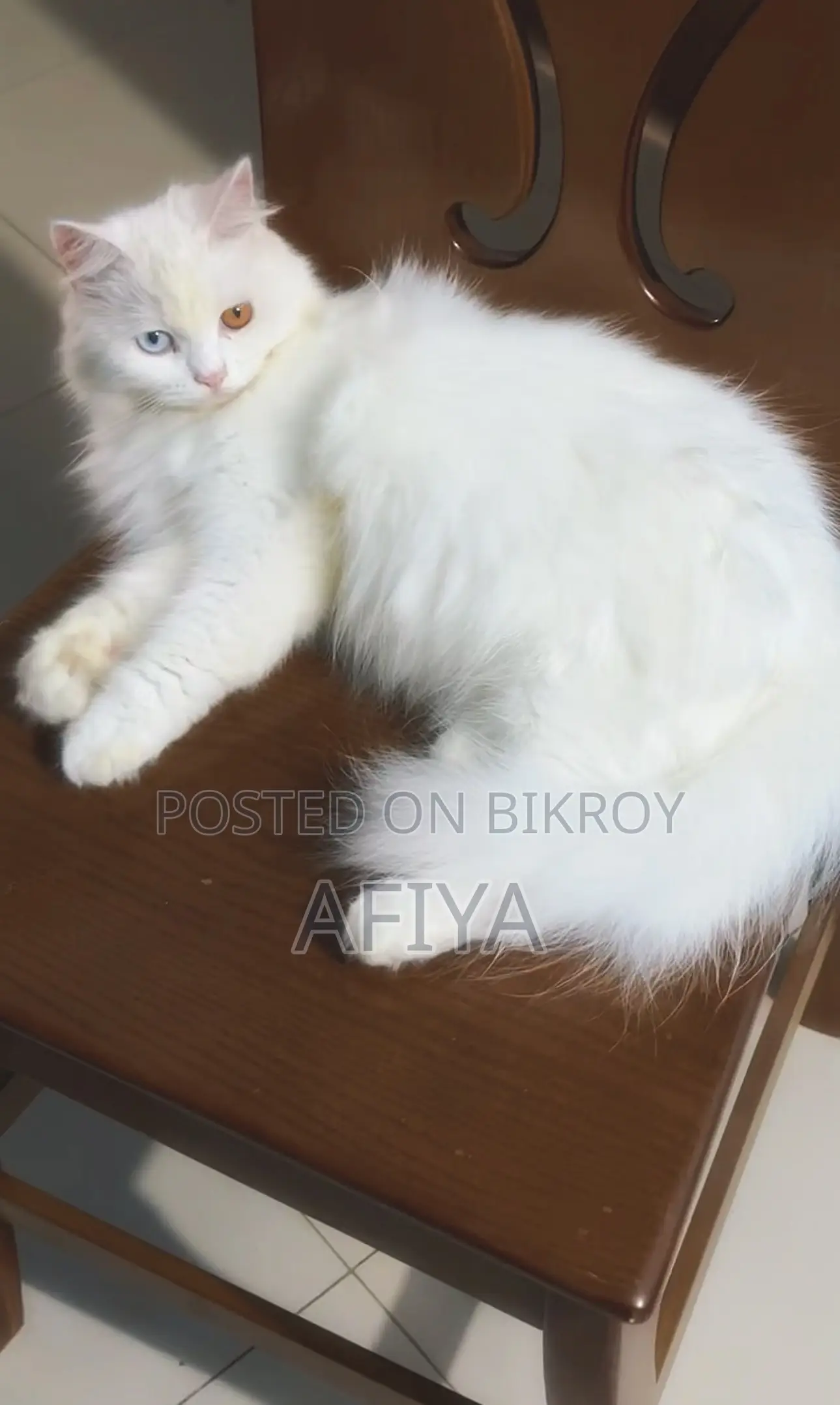 1+ Year Female Purebred Persian Cat