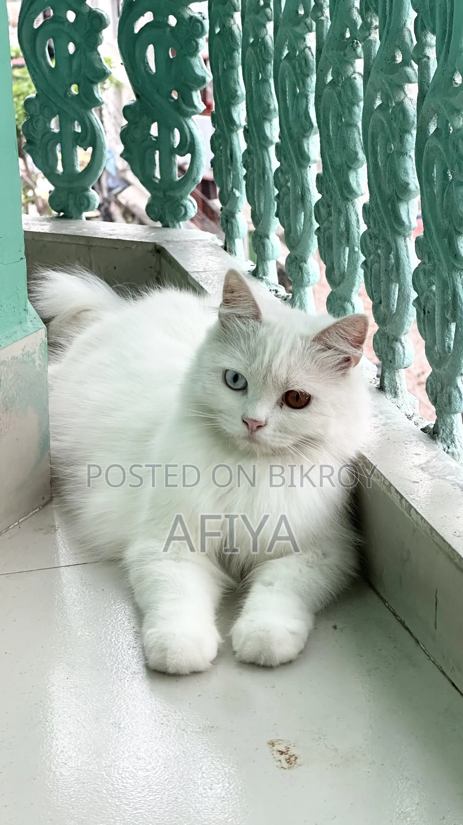 1+ Year Female Purebred Persian Cat