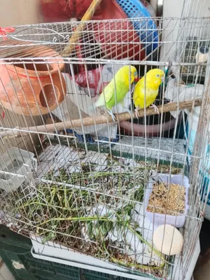 Budgie for Sale