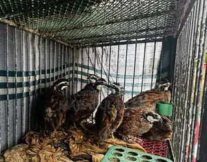 Healthy Adult Bobwhite Quails for Sale – Breeding Quality