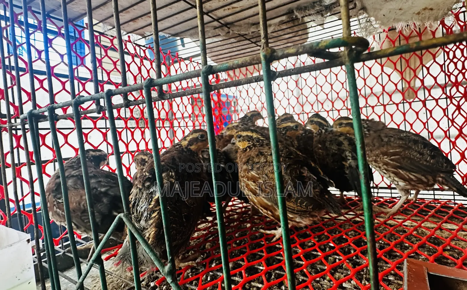Healthy Adult Bobwhite Quails for Sale – Breeding Quality