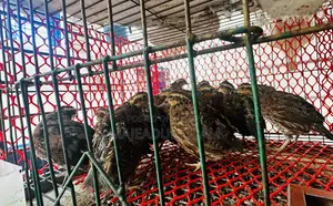 Healthy Adult Bobwhite Quails for Sale – Breeding Quality