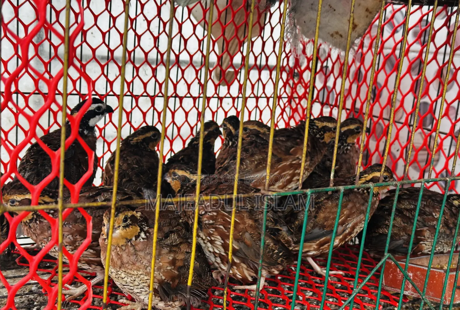 Healthy Adult Bobwhite Quails for Sale – Breeding Quality