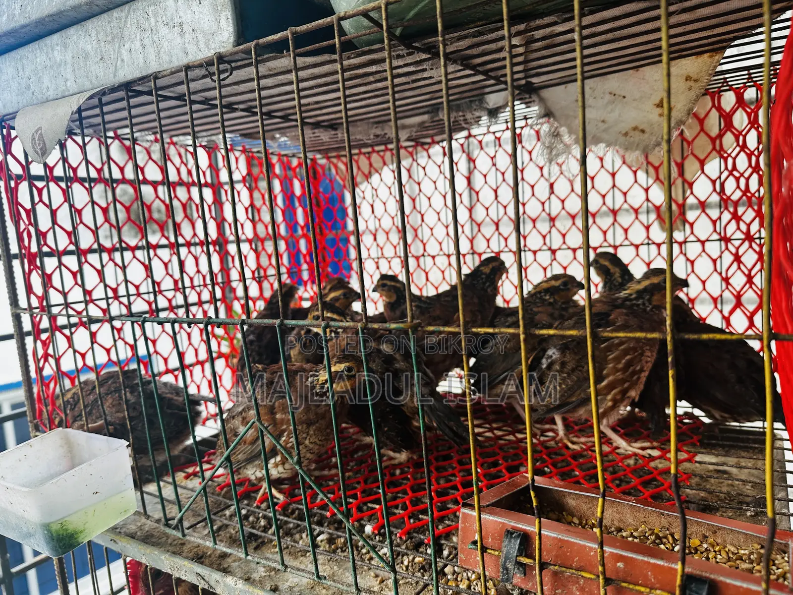 Healthy Adult Bobwhite Quails for Sale – Breeding Quality