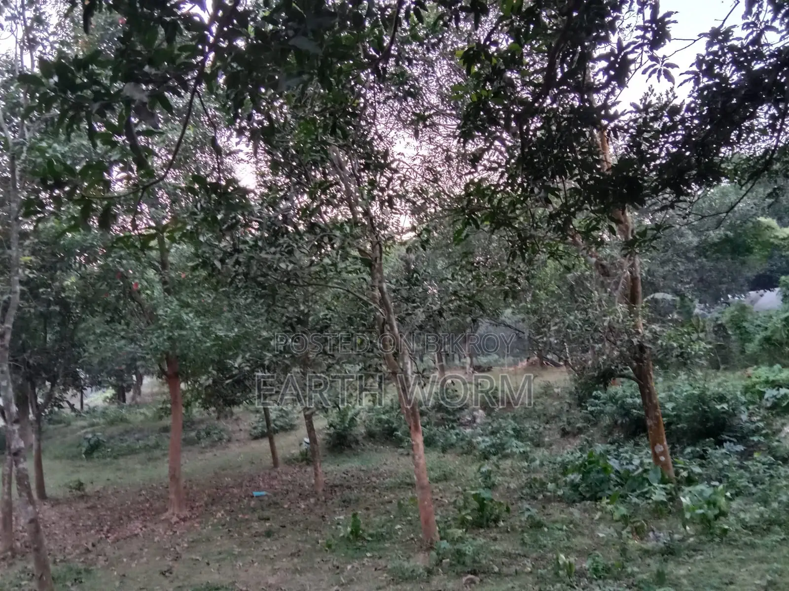 Urgent Land for Sale