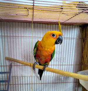 Jenday Conure