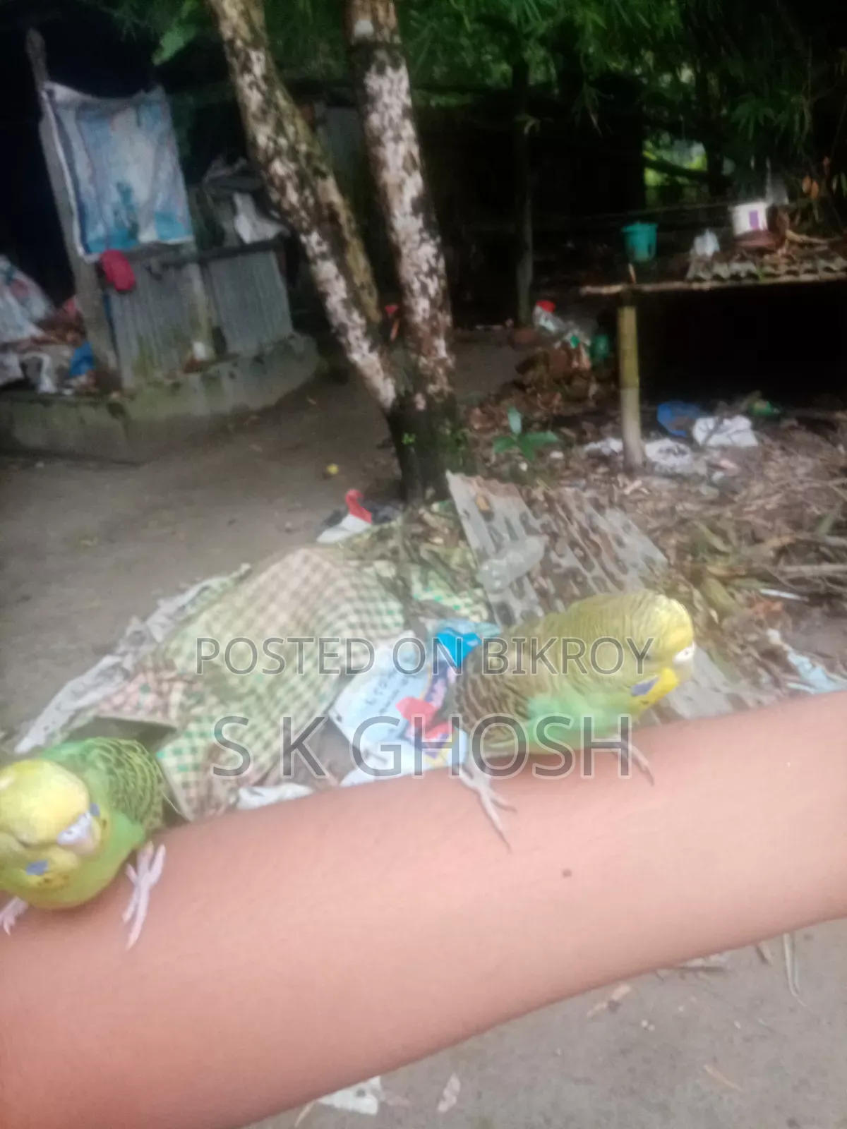 বাজরিগার পাখি