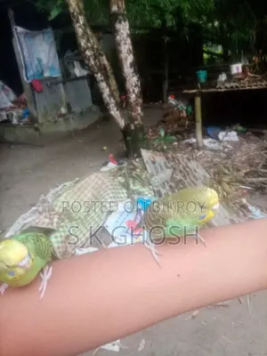 বাজরিগার পাখি