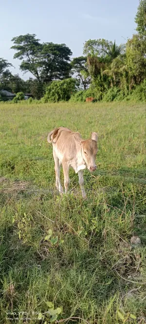 গরু, ১টি শাহীওয়াল বাচ্চা বিক্রি করা হবে