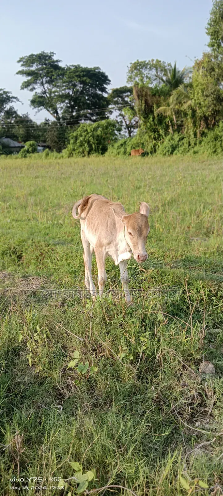 গরু, ১টি শাহীওয়াল বাচ্চা বিক্রি করা হবে
