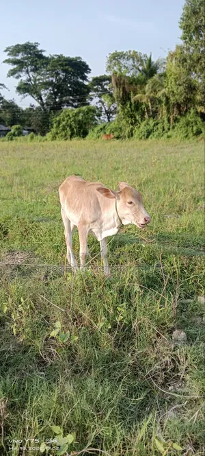 গরু, ১টি শাহীওয়াল বাচ্চা বিক্রি করা হবে