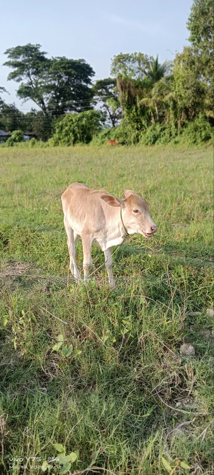 গরু, ১টি শাহীওয়াল বাচ্চা বিক্রি করা হবে