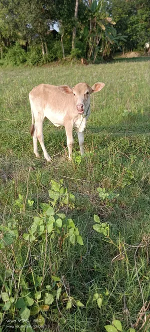 গরু, ১টি শাহীওয়াল বাচ্চা বিক্রি করা হবে
