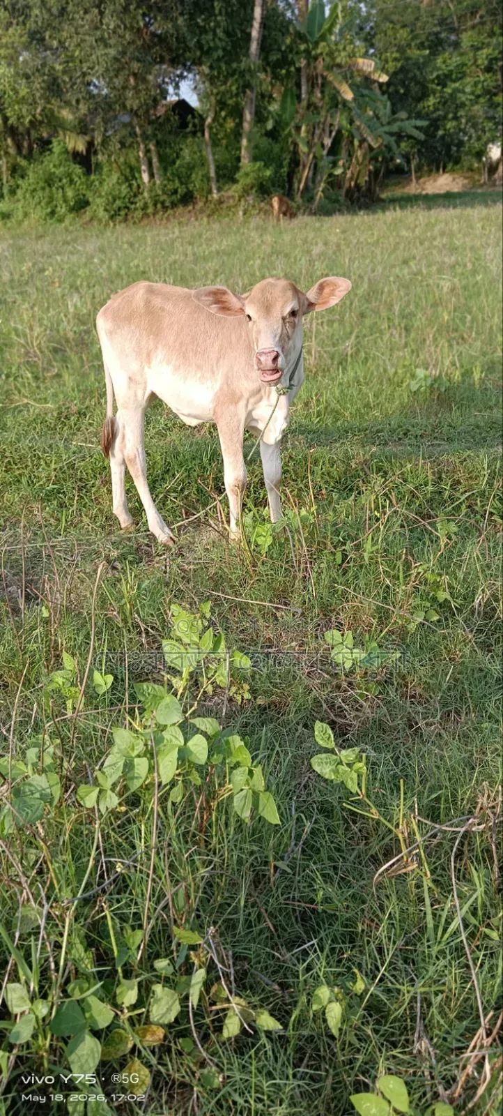 গরু, ১টি শাহীওয়াল বাচ্চা বিক্রি করা হবে