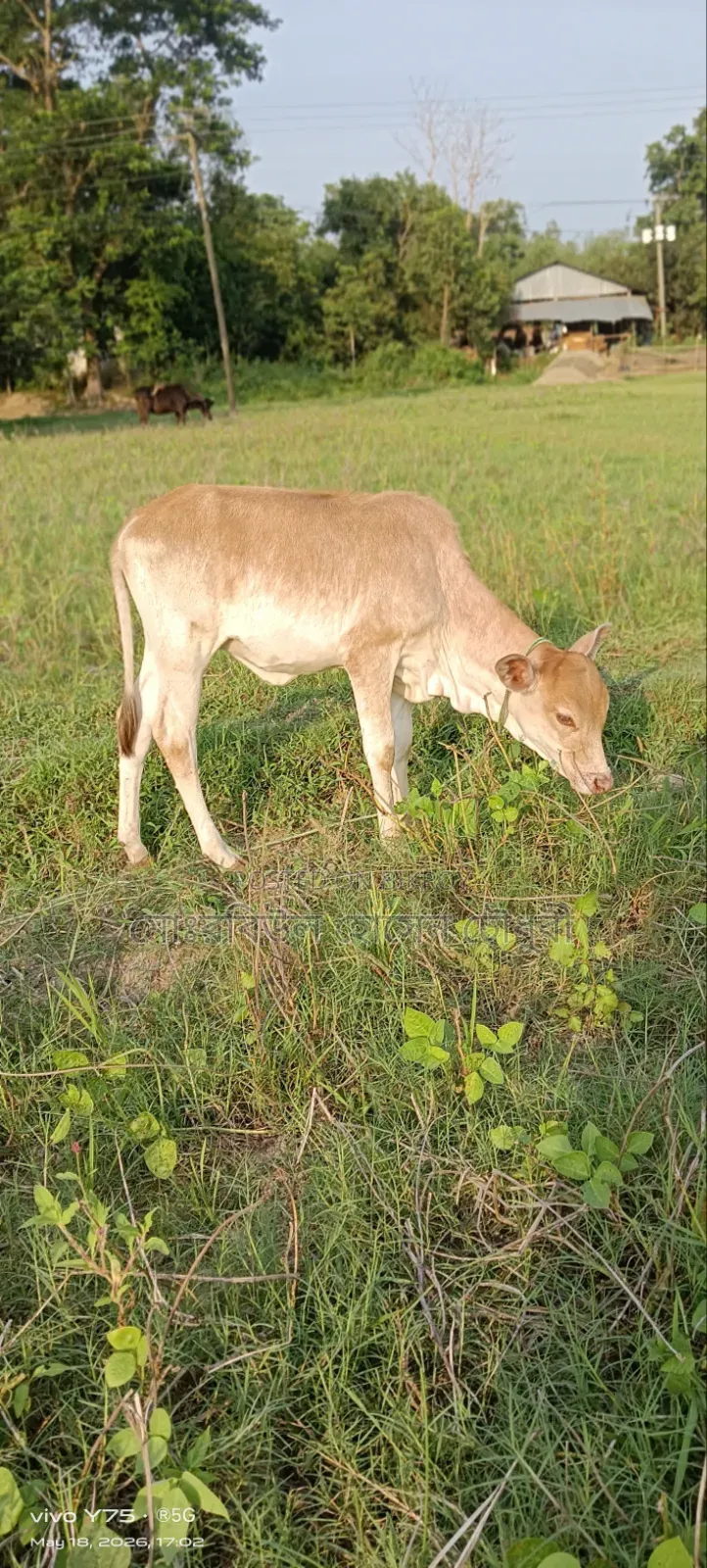 গরু, ১টি শাহীওয়াল বাচ্চা বিক্রি করা হবে