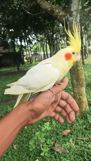 টেম ককাটেল পাখি