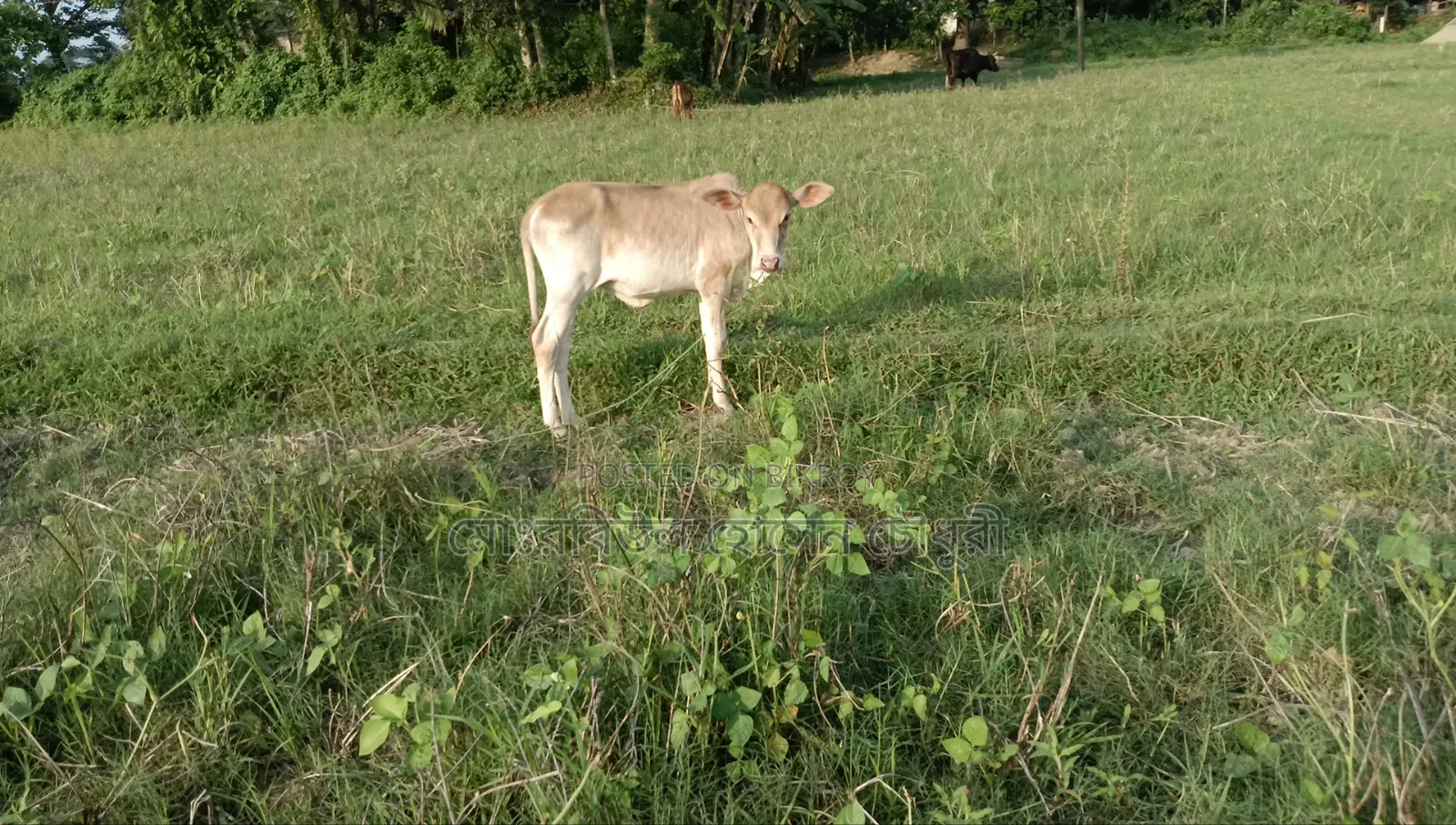 গরু, ১টি শাহীওয়াল বাচ্চা বিক্রি করা হবে