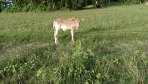 গরু, ১টি শাহীওয়াল বাচ্চা বিক্রি করা হবে