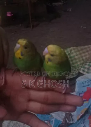 বাজরিগার পাখি