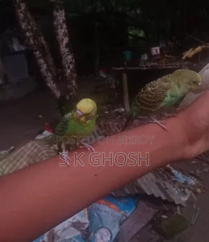 বাজরিগার পাখি