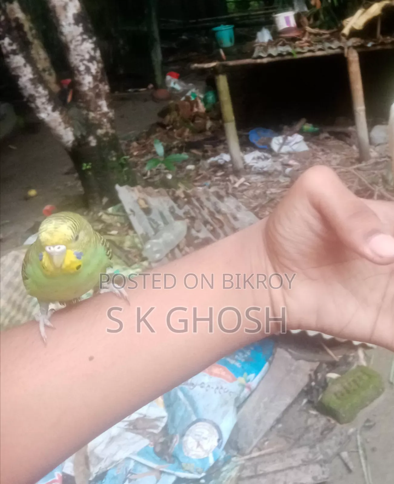 বাজরিগার পাখি