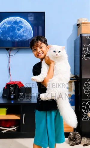 1+ Year Female Purebred Persian