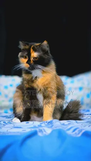 1+ Year Female Purebred Persian