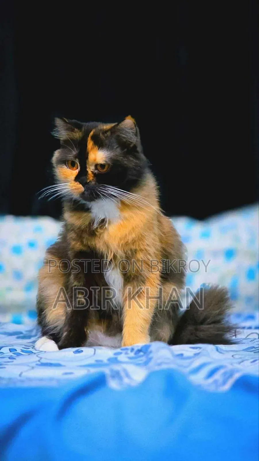 1+ Year Female Purebred Persian