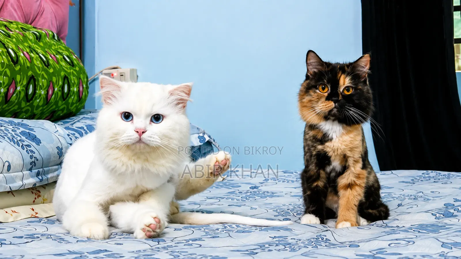 1+ Year Female Purebred Persian