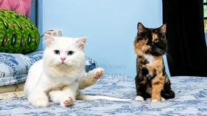 1+ Year Female Purebred Persian