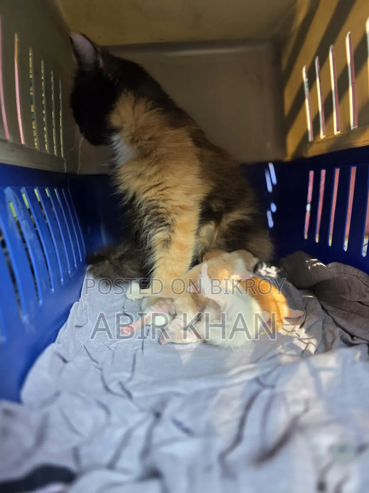 1+ Year Female Purebred Persian