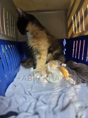 1+ Year Female Purebred Persian